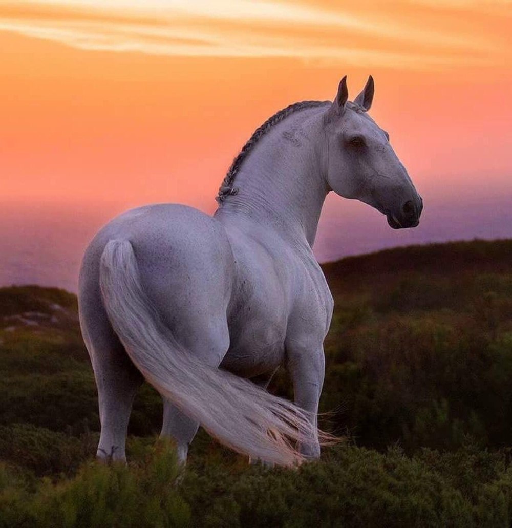 Порода лошадей лузитанская