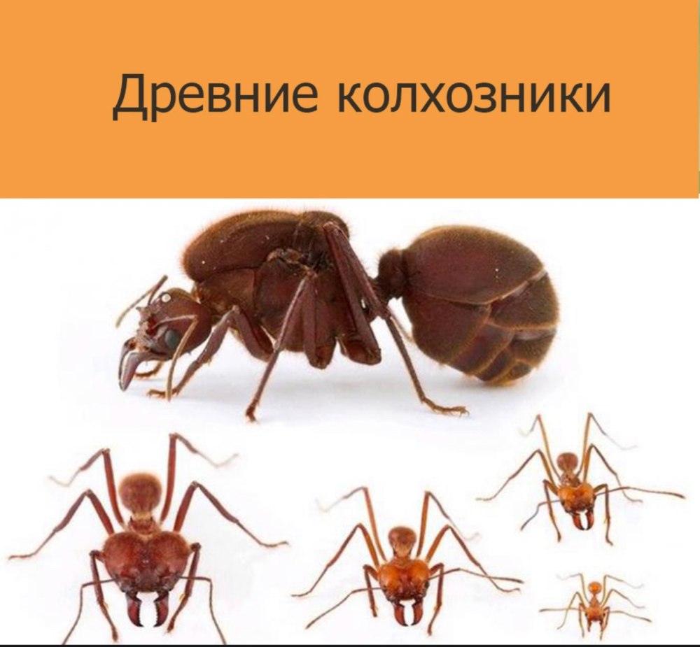 Муравей листорез матка