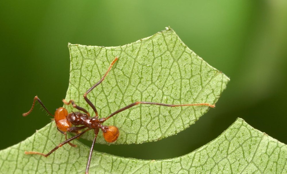 Муравей Atta cephalotes