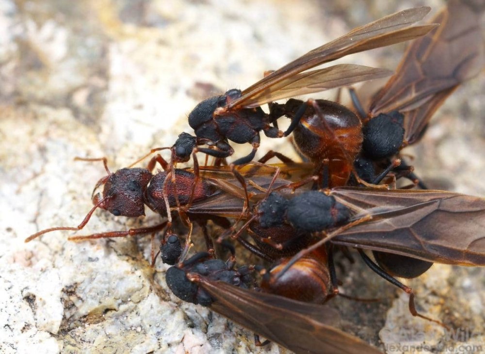 Acromyrmex versicolor