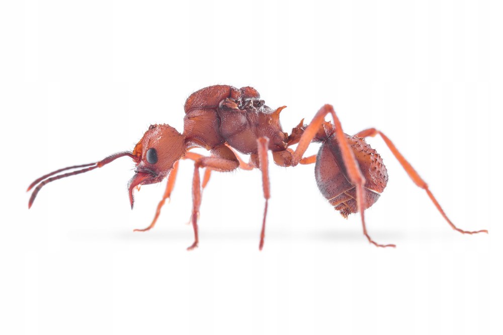 Strongylognathus testaceus