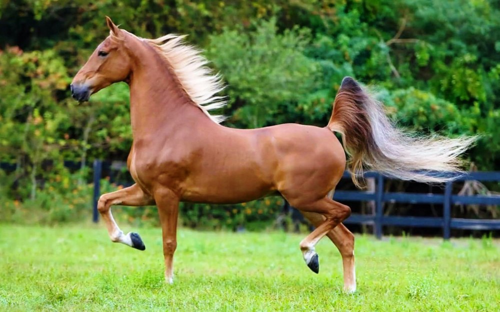 American Saddlebred лошадь