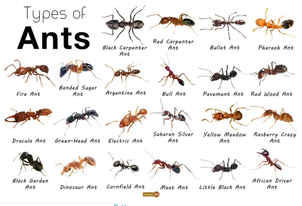 Виды муравьев дании