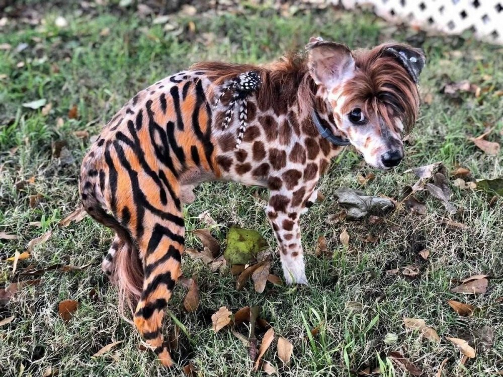 Необычные собаки