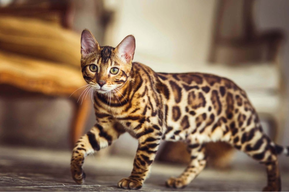 Бенгальская кошка тойгер