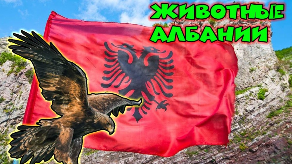Птица Албании