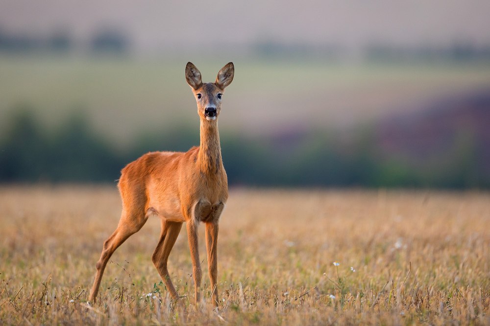 Косуля европейская (capreolus capreolus l.)