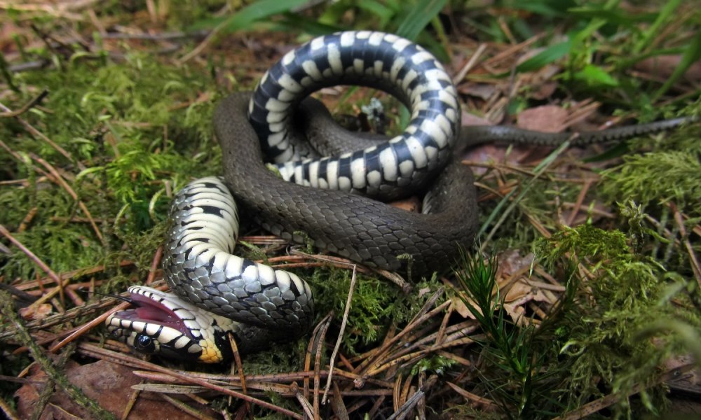 Водяной уж (Natrix tessellata)