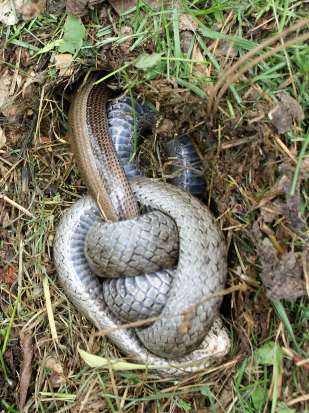 Медянка – Coronella austriaca Laurenti, 1768