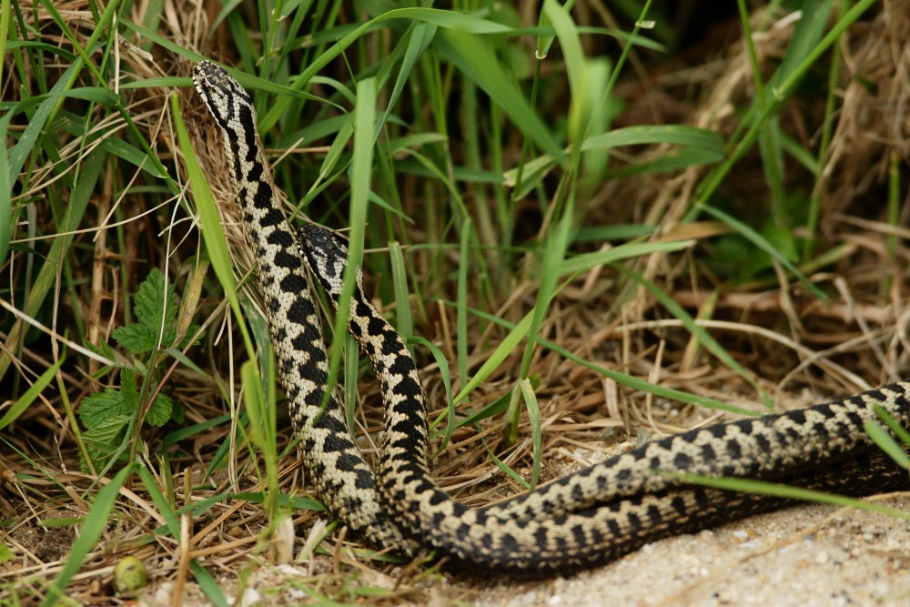 Атлас пресмыкающихся гадюка обыкновенная (Vipera berus)