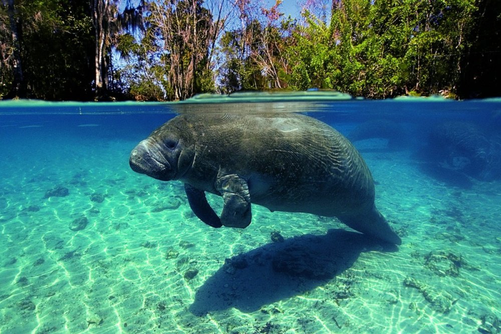 Ламантин морская корова