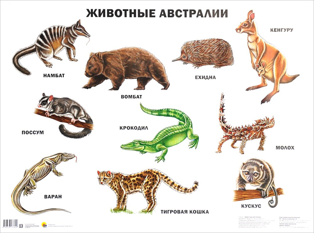 Какие животные живут в Австралии