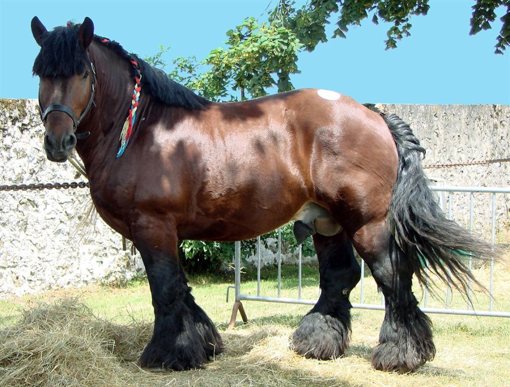 Порода лошадей ирландская спортивная