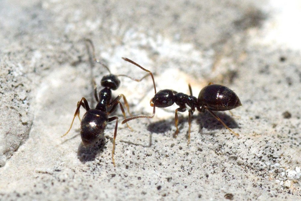 Tapinoma erraticum матка
