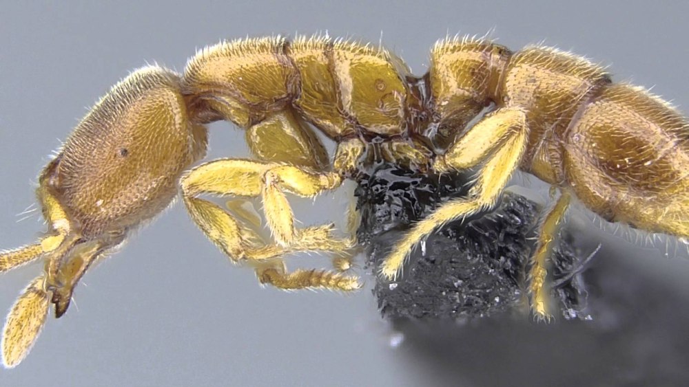 Adetomyrma Venatrix