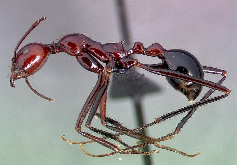 Aphaenogaster Obsidiana