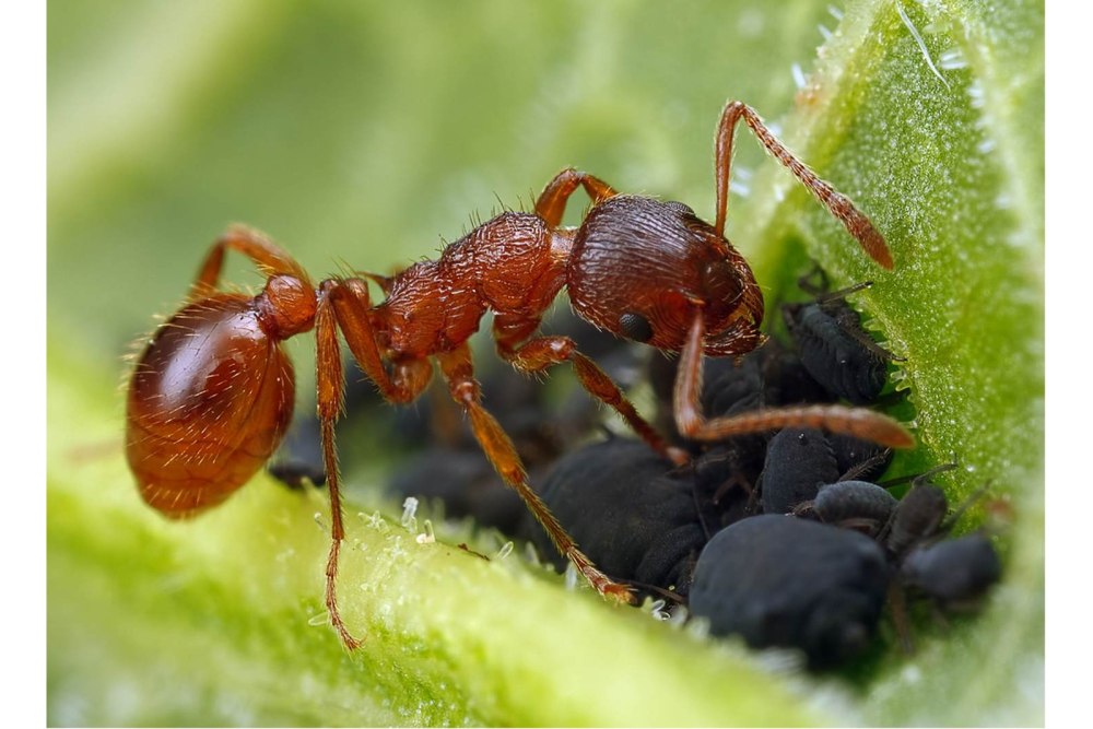 Myrmica rubra
