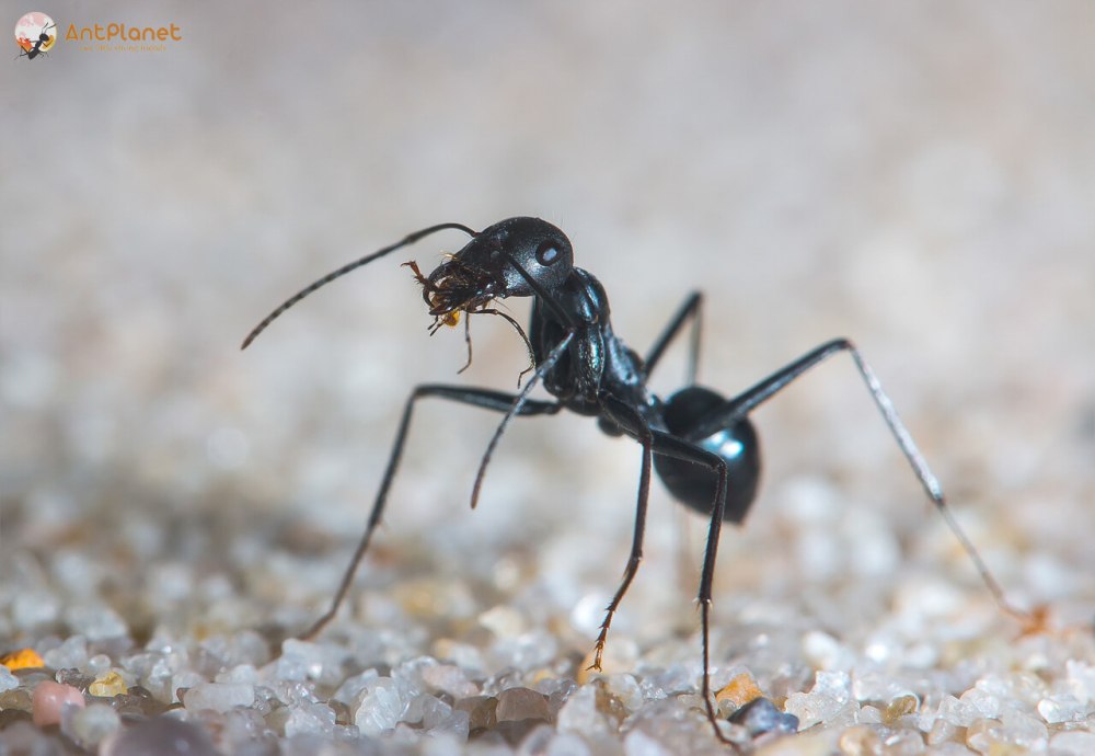 Виды муравьев мадагаскара