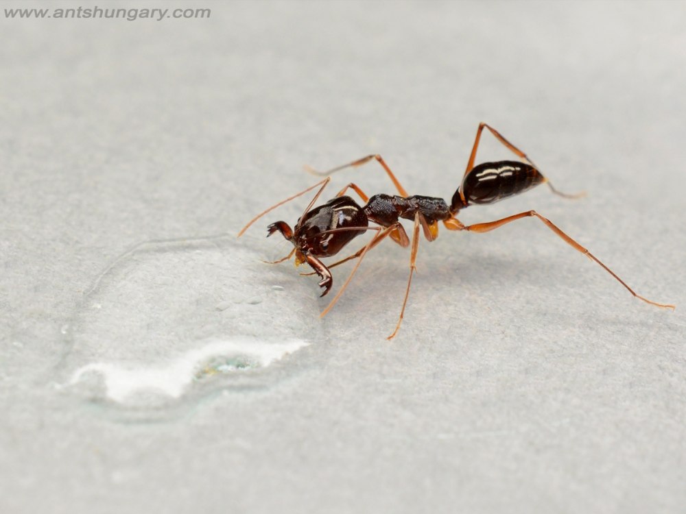 Odontomachus affinis