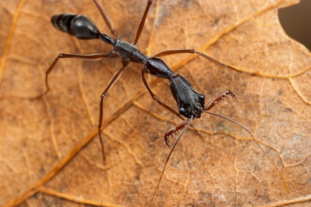 Formica archboldi