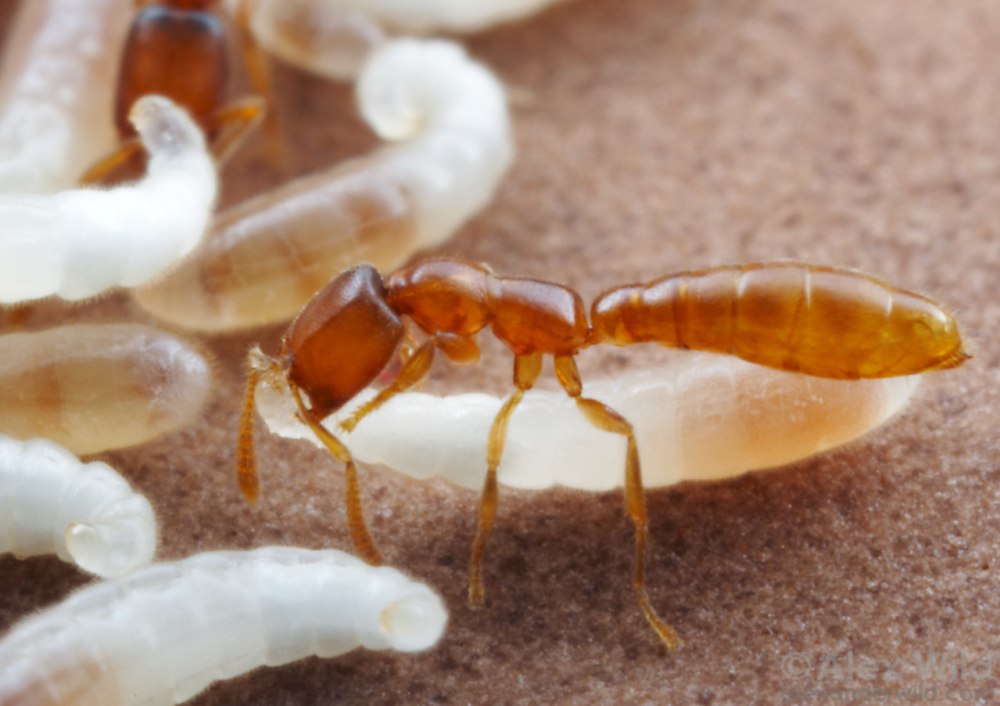 Муравей Mystrium Venatrix