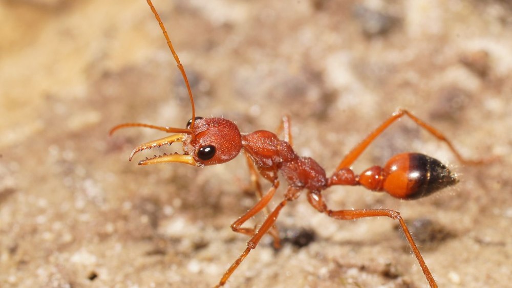Myrmecia pyriformis