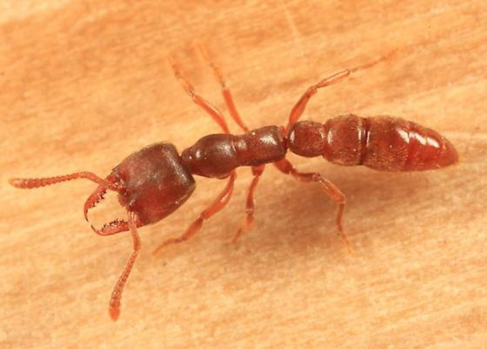 Муравьи Дракулы Mystrium camillae