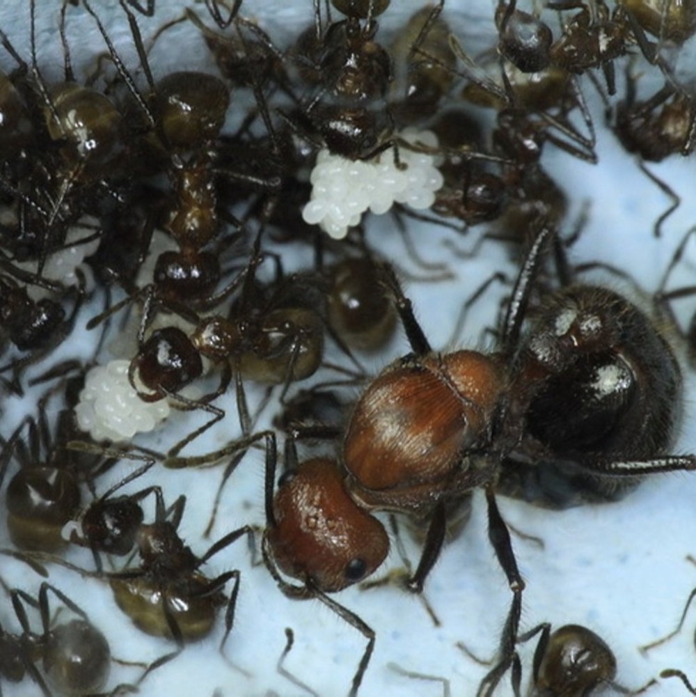 Camponotus Nicobarensis солдат