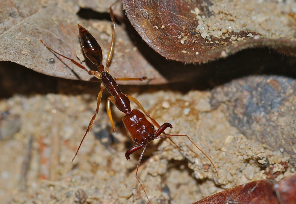 Odontomachus monticola