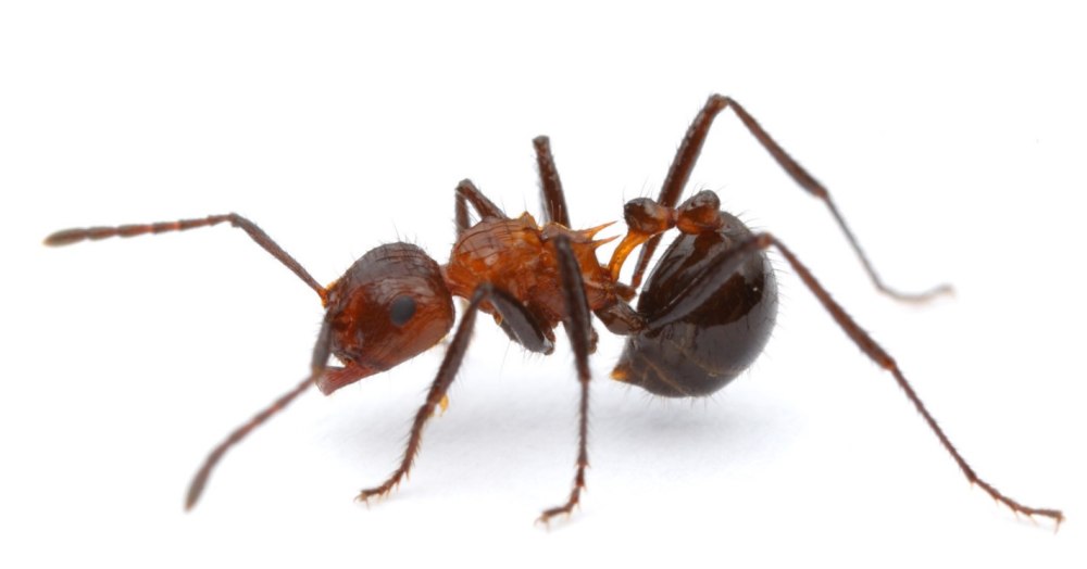 Myrmicaria brunnea