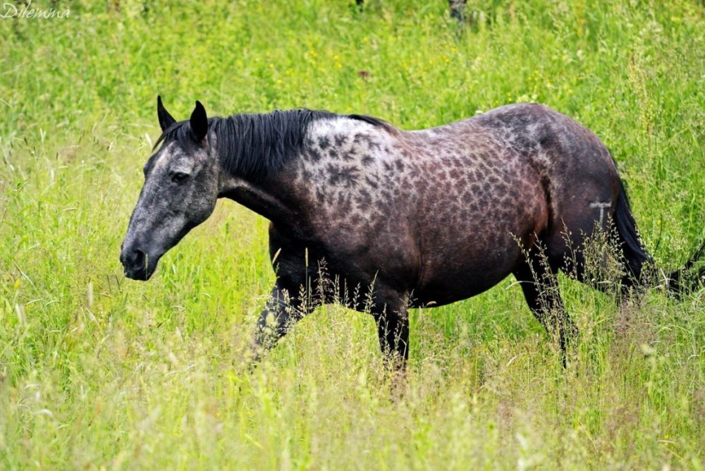Порода лошадей бранденбургская