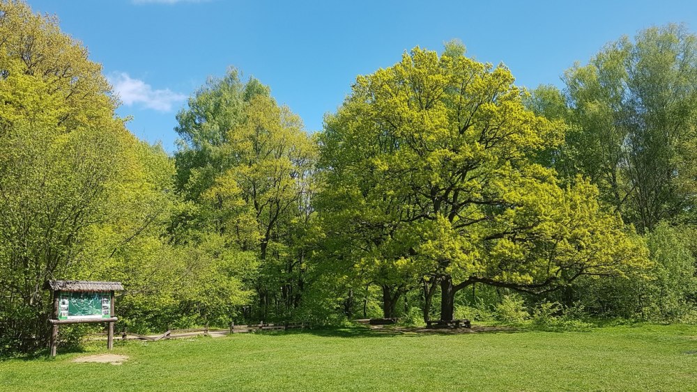 Дуб черешчатый (Quercus Robur)