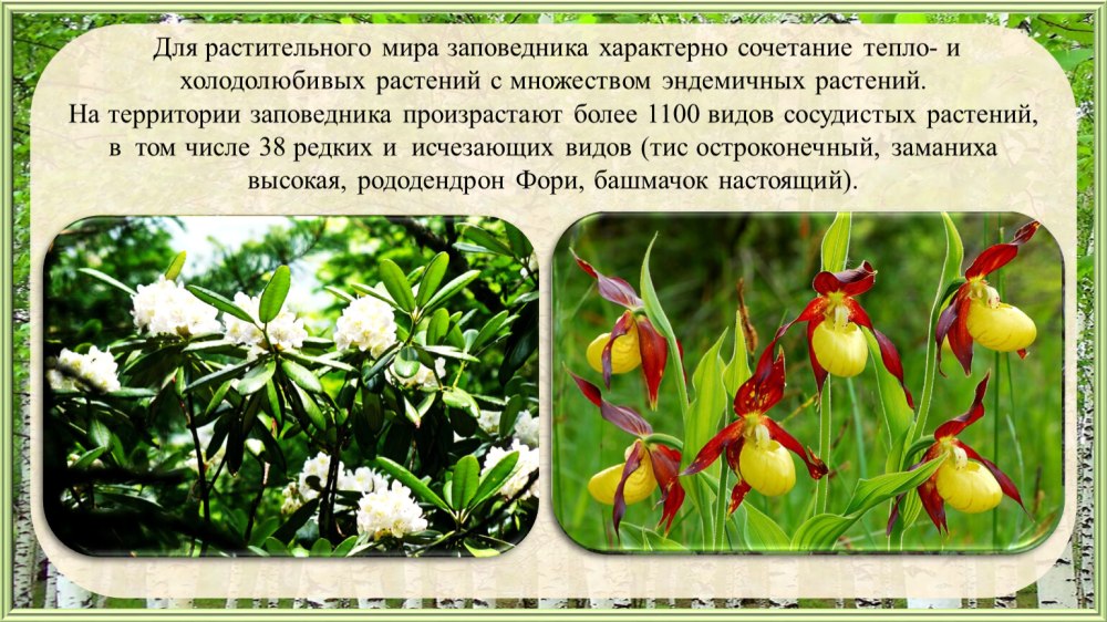 Холодолюбивые растения примеры растений