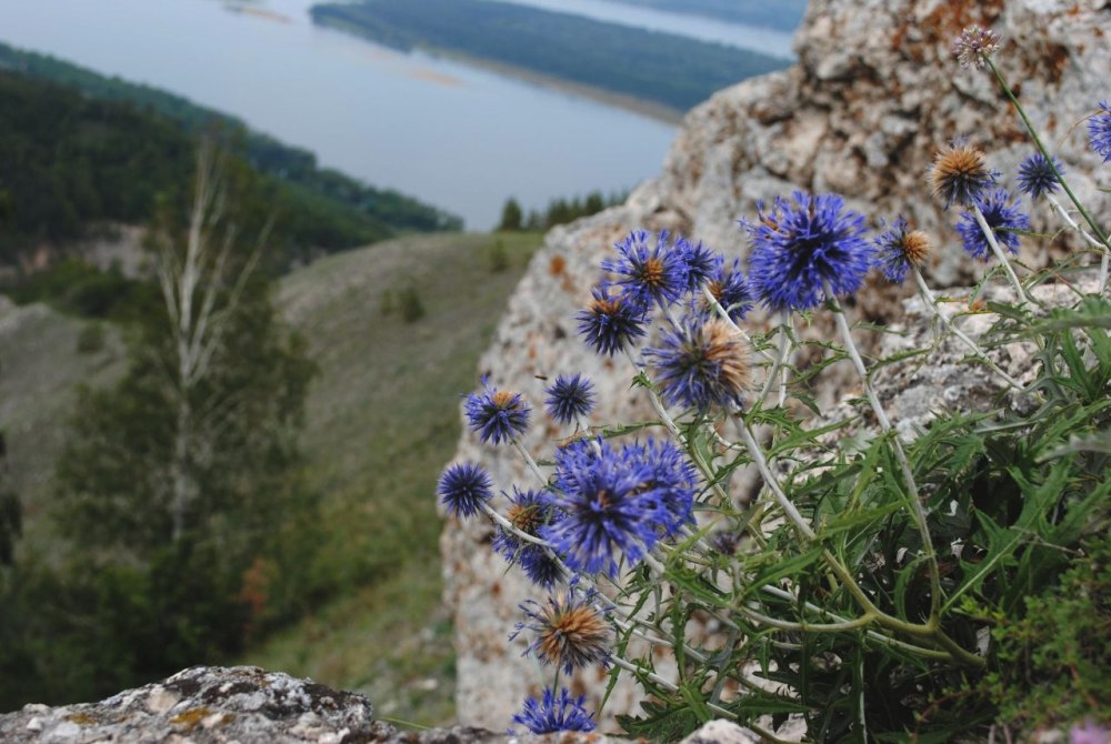 Самарская лука национальный парк Флора