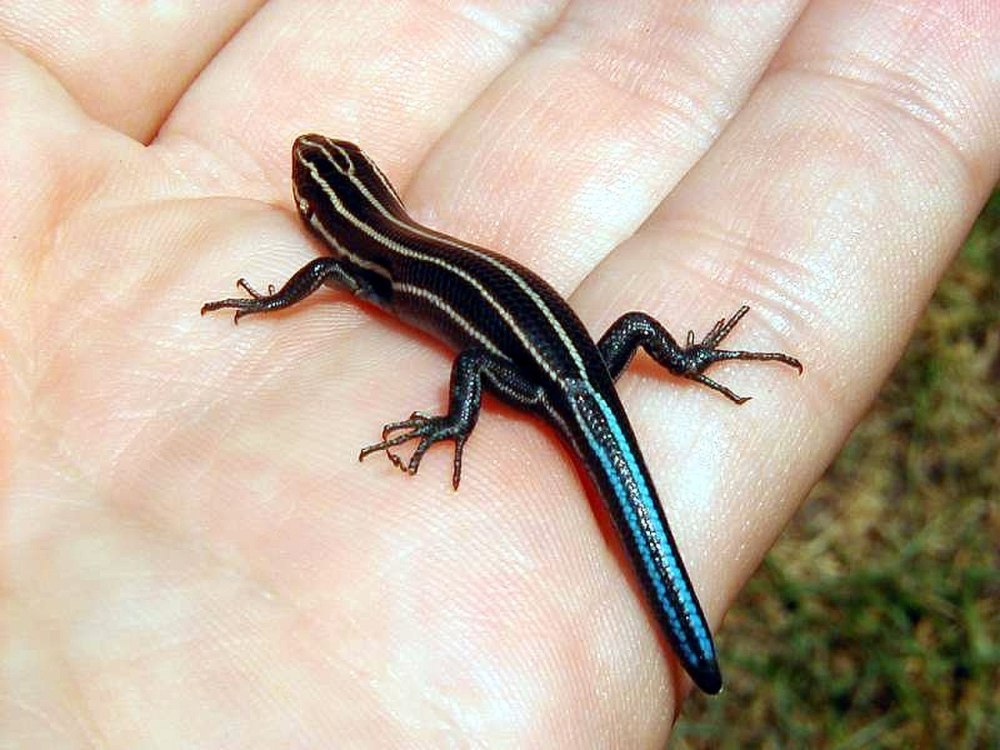 Five-lined Skink (Plestiodon fasciatus)