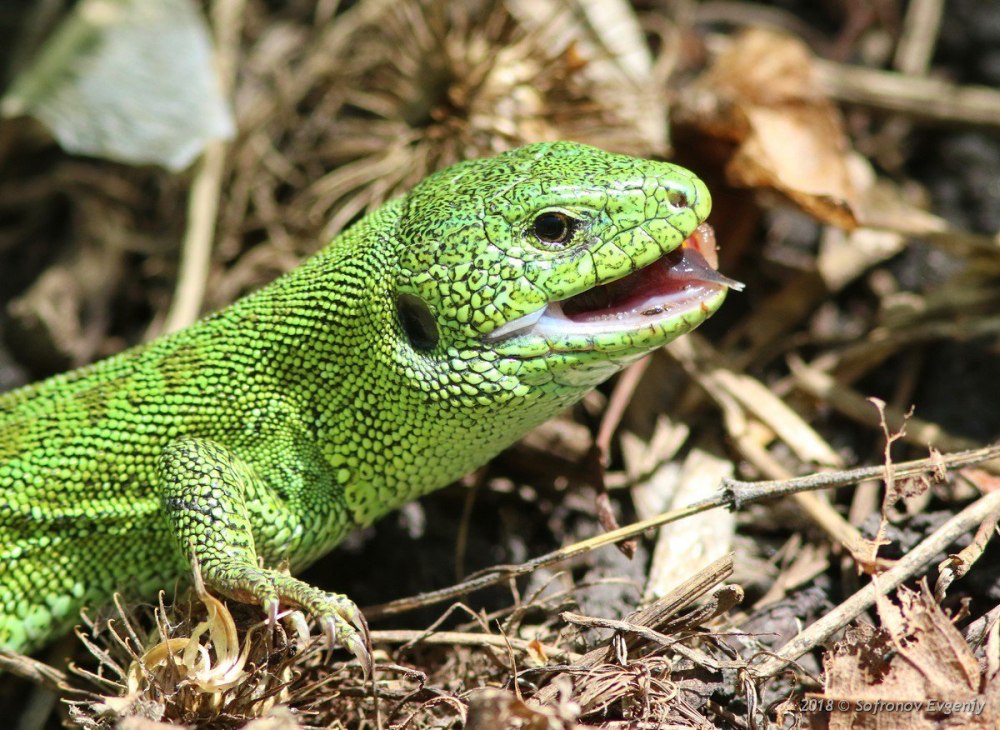 Ящерица прыткая (лат. Lacerta Agilis)