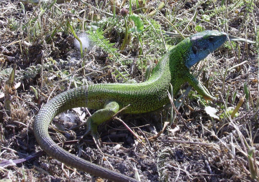 Дагестанская ящерица Lacerta daghestanica