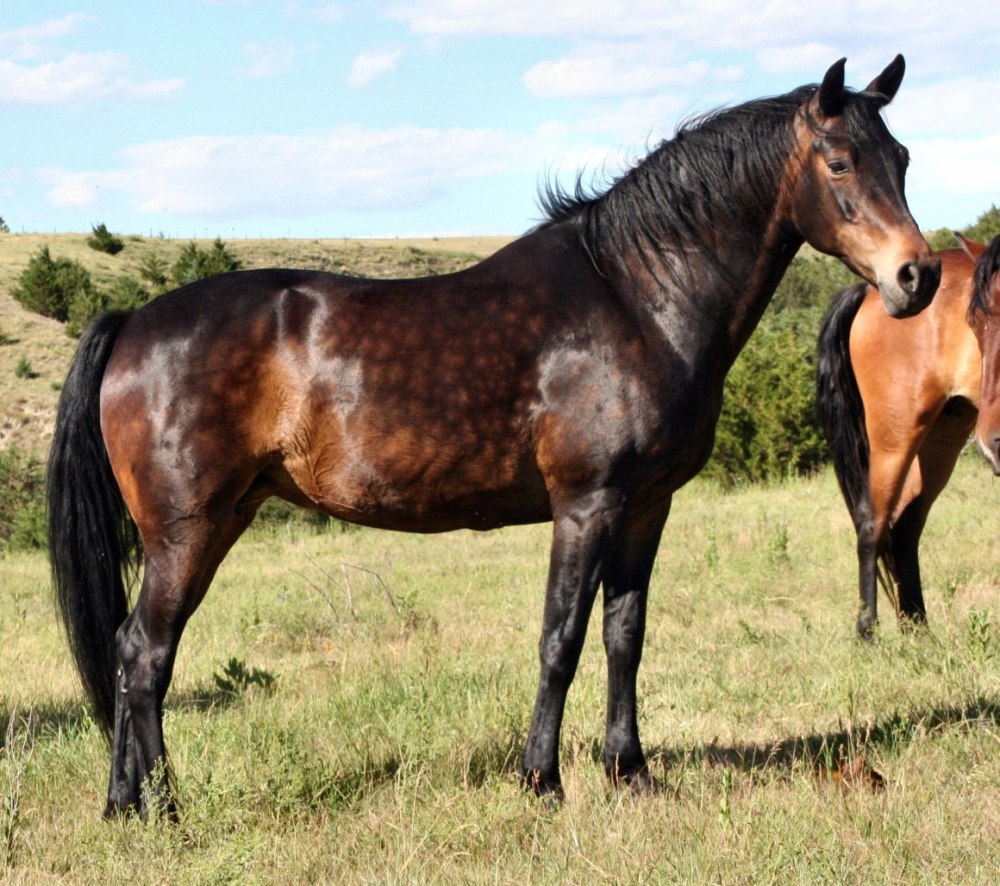 Dappled Buckskin Morgan