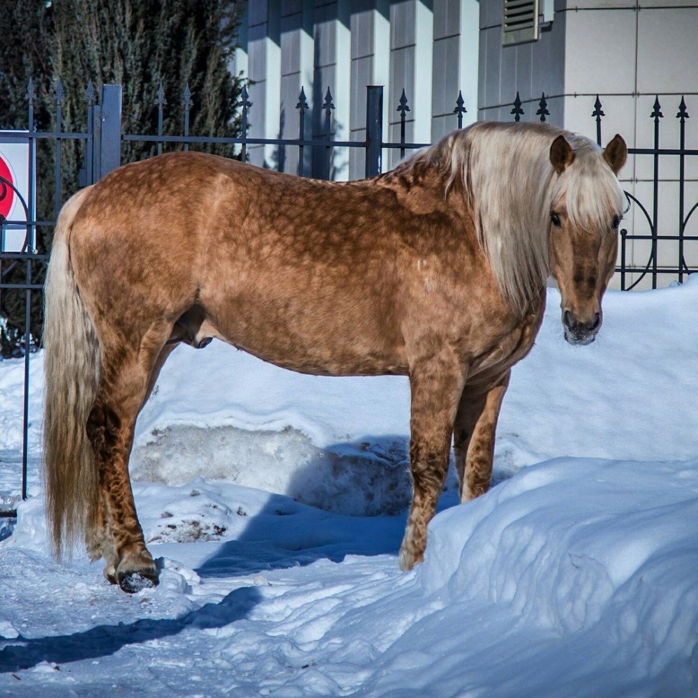 Солово Чалая масть