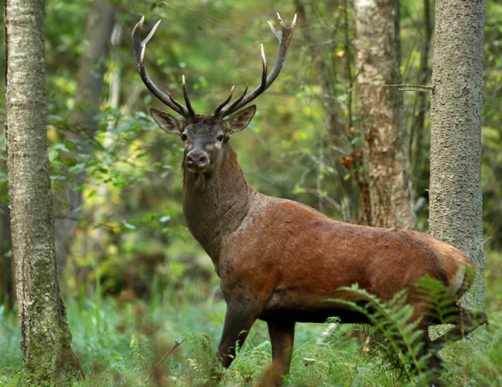 Благородный олень (Cervus elaphus)