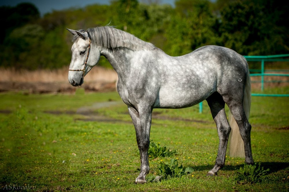 Порода лошадей французский сель