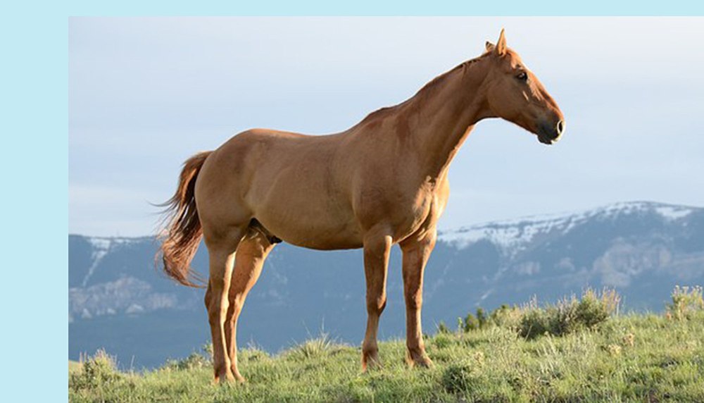 Порода лошадей абиссинская
