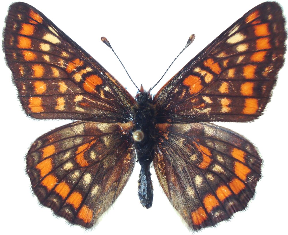 Euphydryas maturna