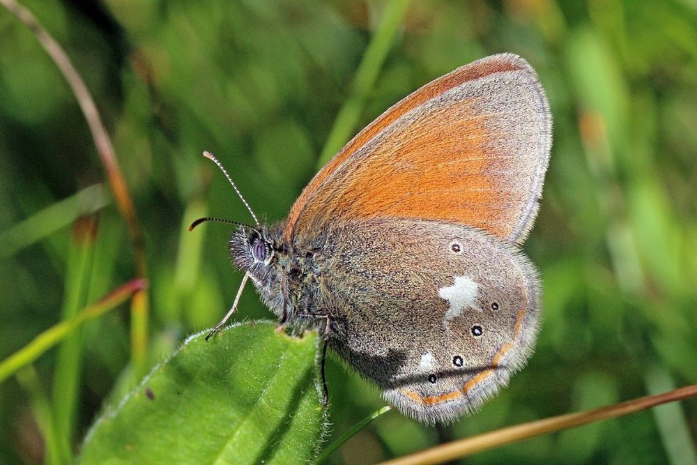 Coenonympha glycerion