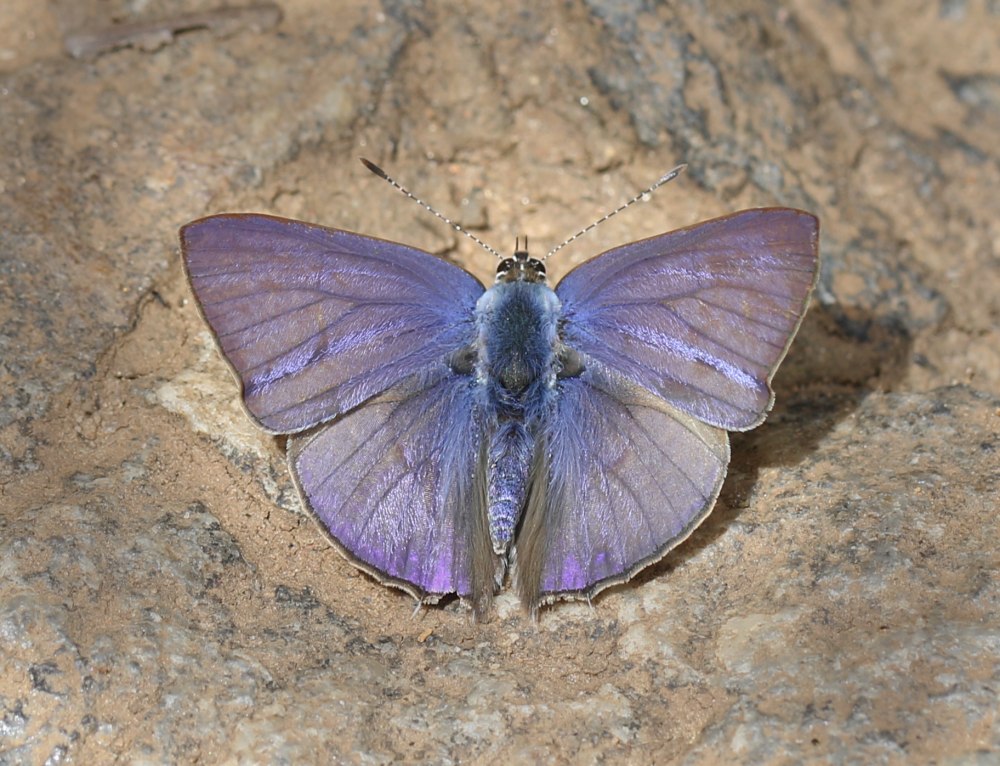 Anthene lycaenina