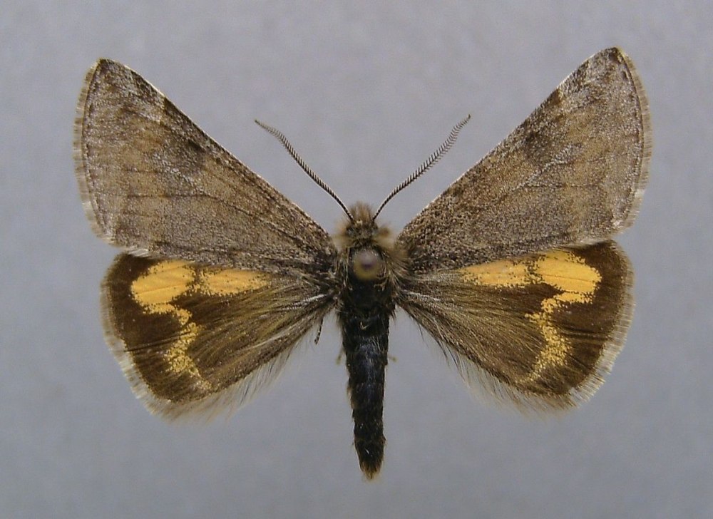Pyropteron leucomelaena