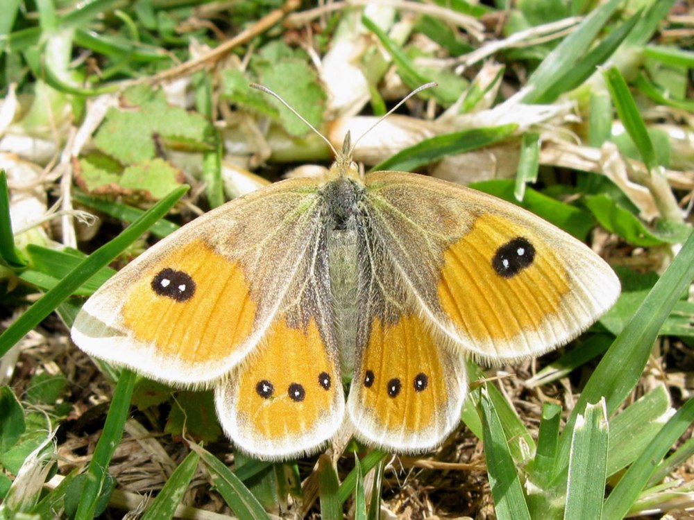 Argyroploce urticana HB