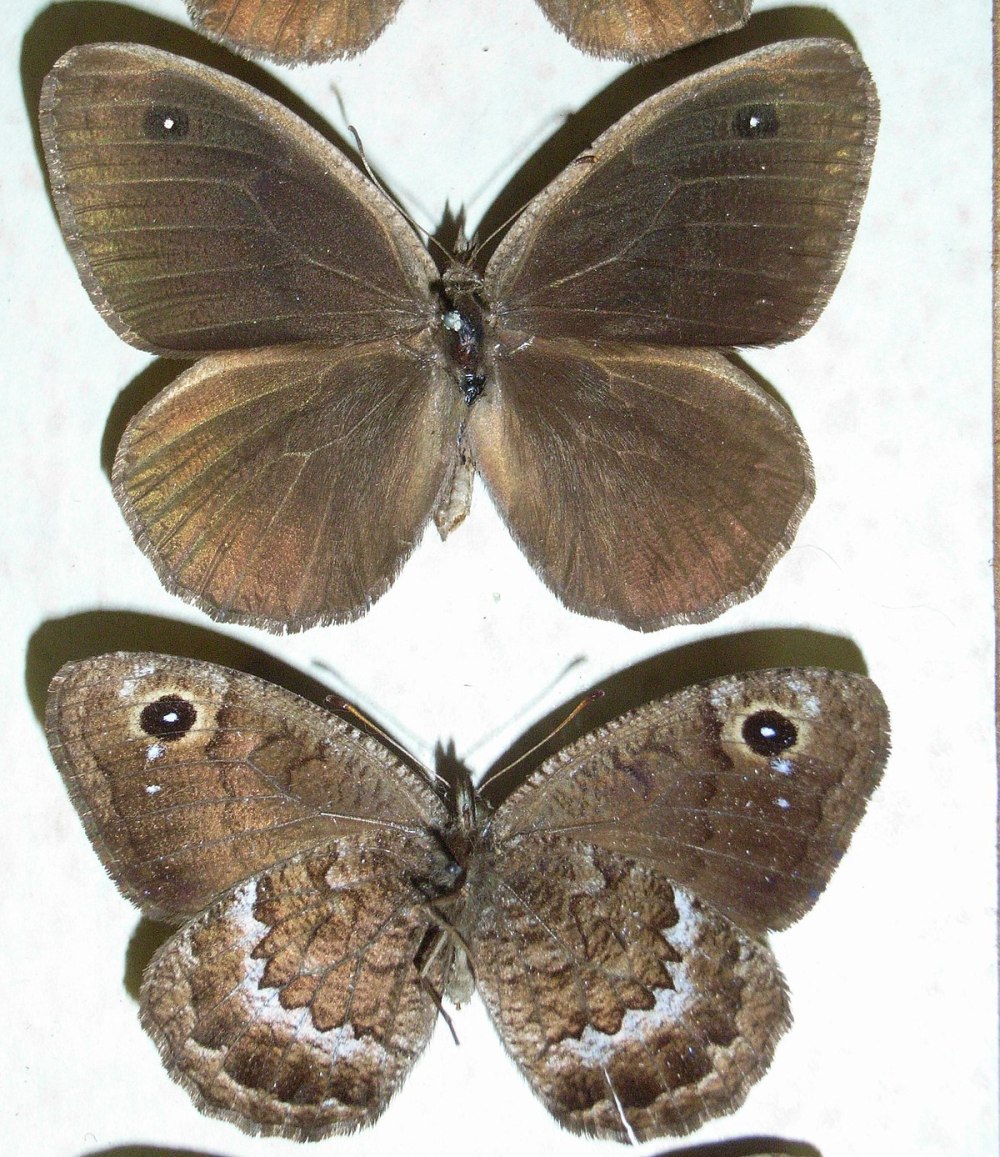 Satyrus Effendi