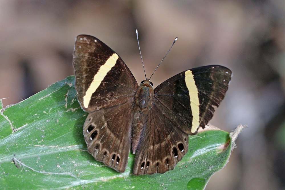 Семейство Риодиниды Riodinidae