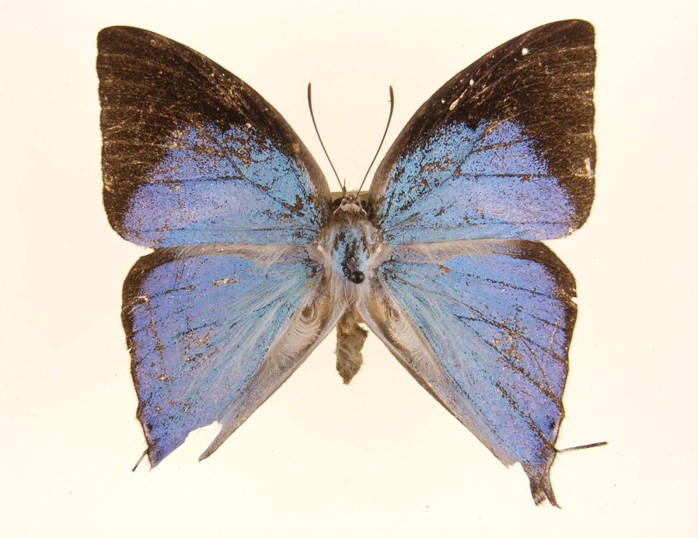 Род бабочек phycioides